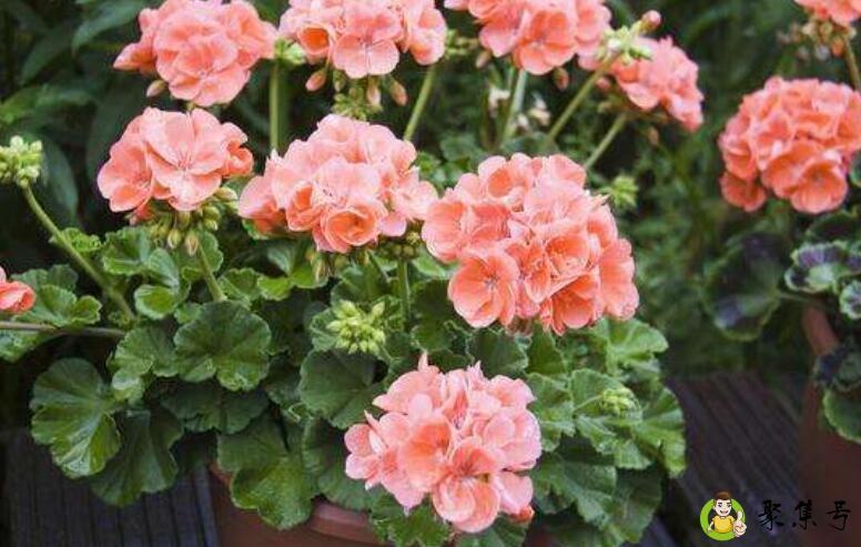 详细阅读:扶桑花耐寒多少度 扶桑花耐寒多少度