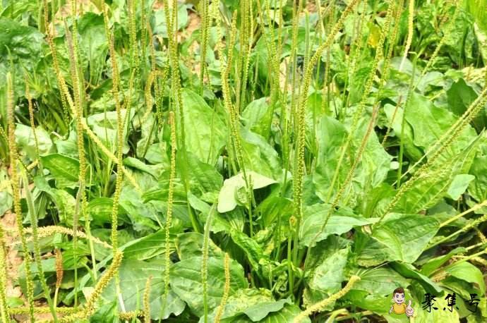 详细阅读:车前草和车前子的区别 车前草和车前子的区别