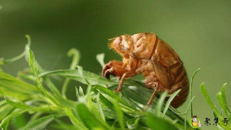 详细阅读:金蝉吃什么 金蝉吃什么