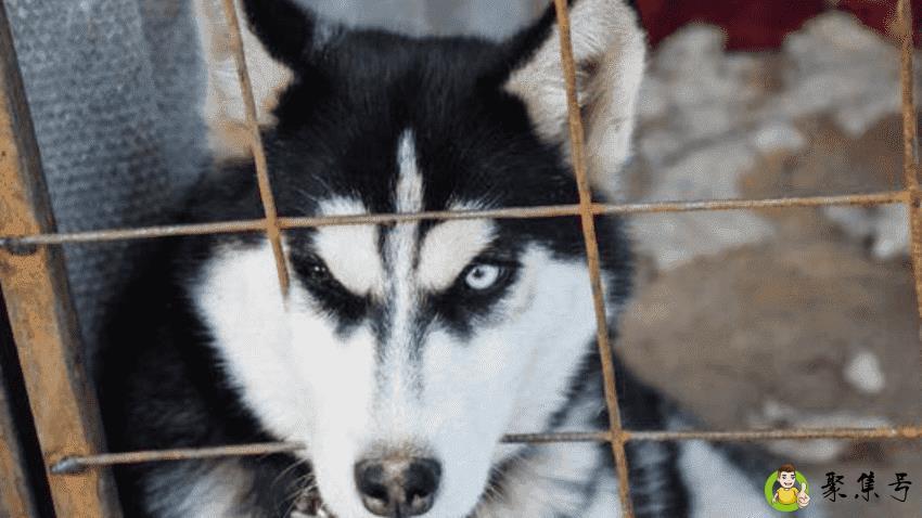 详细阅读:哈士奇寿命一般多少年 哈士奇寿命一般多少年