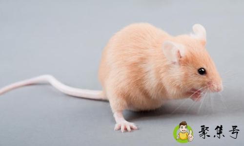 详细阅读:老鼠一晚全灭光灭鼠有妙招吗 老鼠一晚全灭光灭鼠有妙招吗