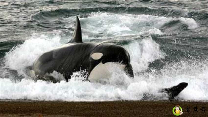 详细阅读:虎鲸吃什么 虎鲸吃什么