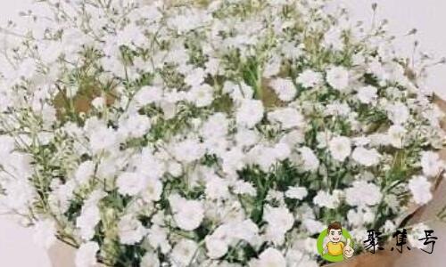 千万星和满天星的区别