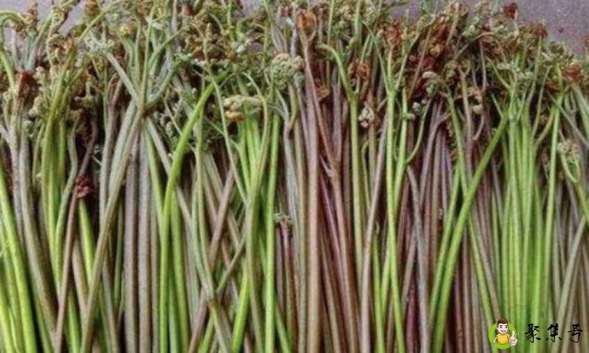苦蕨菜的做法是什么