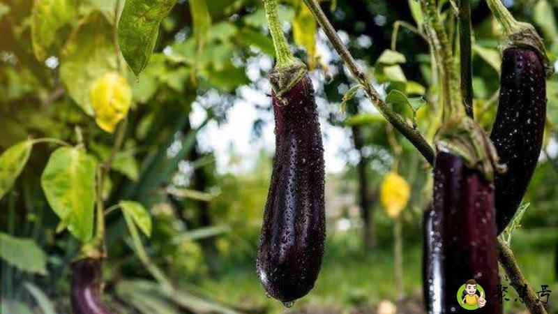 青茄子和紫茄子的区别