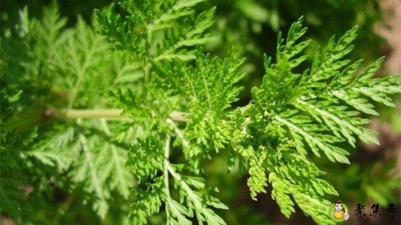 青蒿与艾蒿的区别