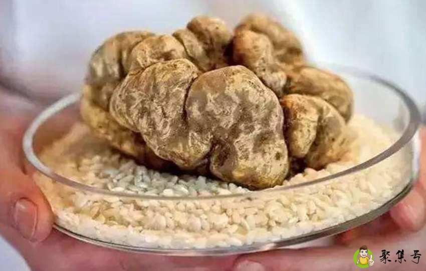 白松露多少人民币一斤