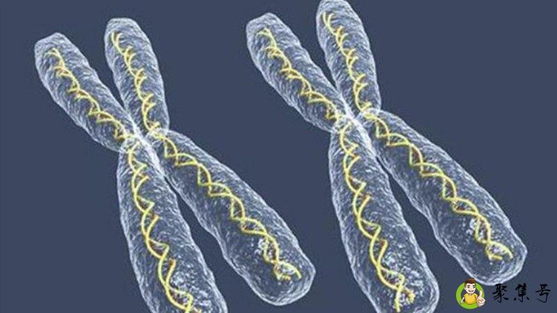 x染色体和y染色体区别