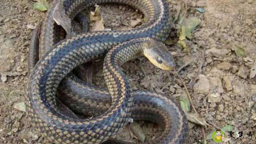 乌骚蛇是什么意思