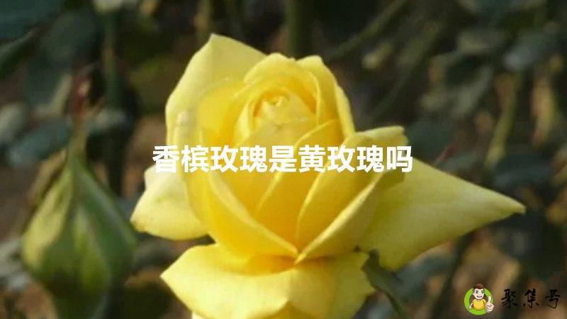 详细阅读:香槟玫瑰是黄玫瑰吗 香槟玫瑰是黄玫瑰吗