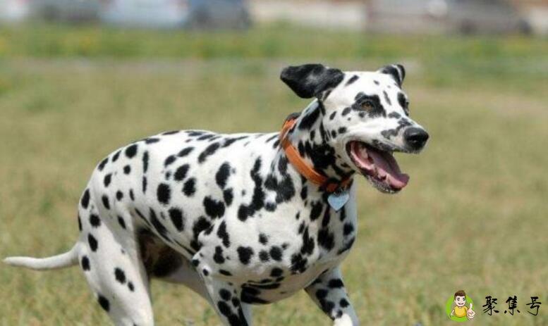 详细阅读:斑点狗好养吗 斑点狗好养吗