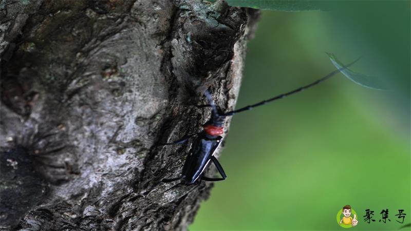 详细阅读:花牛是什么昆虫 花牛是什么昆虫
