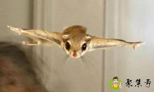 详细阅读:飞天虎指什么生肖 飞天虎指什么生肖