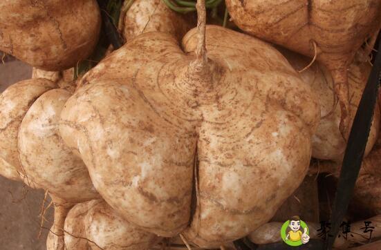 详细阅读:凉薯可以直接蒸熟吃吗 凉薯可以直接蒸熟吃吗