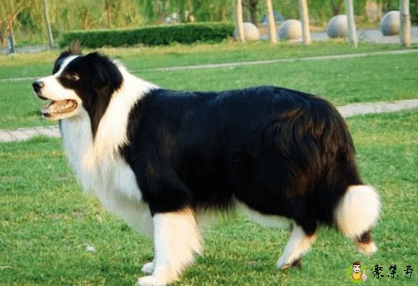 详细阅读:狗狗智商排名 狗狗智商排名