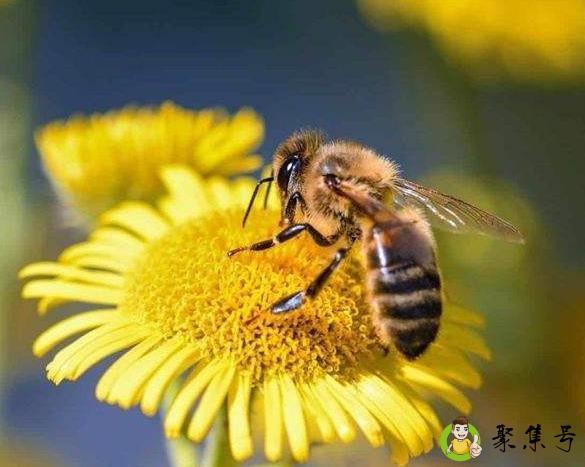 详细阅读:蜜蜂秋繁起止时间 蜜蜂秋繁起止时间