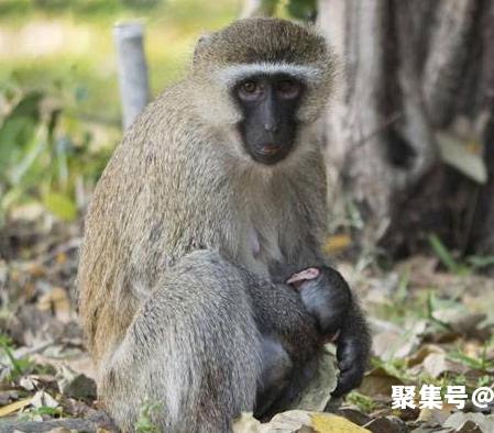猴子的尾巴能干嘛