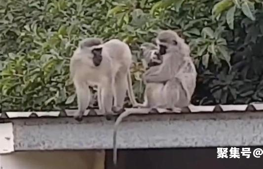 什么动物的尾巴可以当绳子？