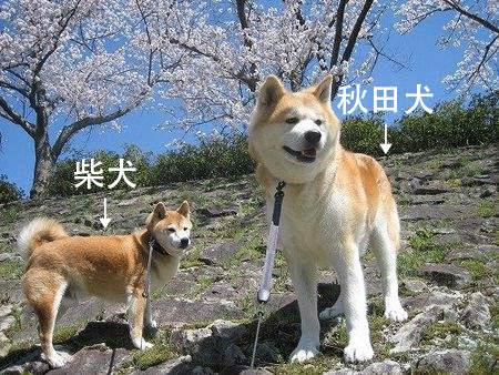 柴犬和秋田犬的区别哪个智商高？
