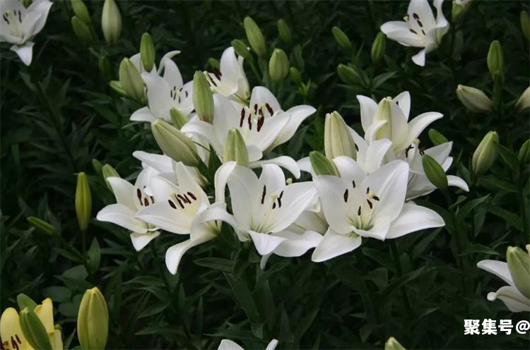 百合花的爱情寓意 百合花代表什么爱情