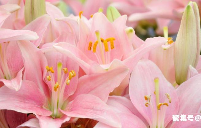 百合花的花语是什么？百合花的象征意义？