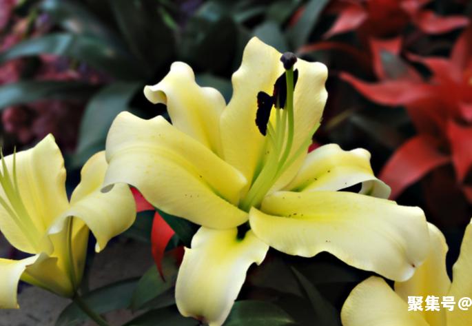 百合花的花期有多久？百合花的花语及其寓意？