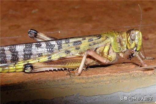 沙漠蝗虫能吃吗？沙漠蝗虫主要有哪些危害？
