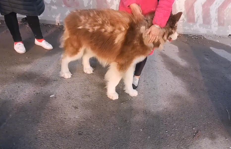 阿拉斯加犬多少钱一只？大姐哀求狗贩别杀狗