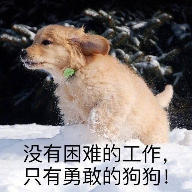 养什么狗最花钱？阿拉斯加犬多少钱一只？