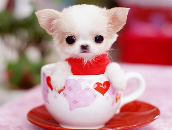 茶杯犬多少钱一只？茶杯犬是怎么繁殖出来的？